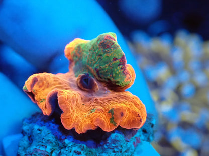 Jaw breaker　3color　05