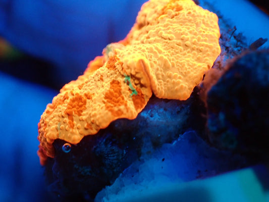 Jaw breaker　3color　06