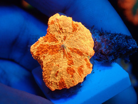 Jaw breaker　3color　06