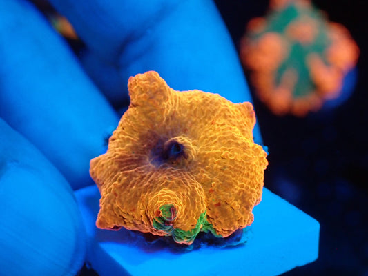 Jaw breaker　3color　07