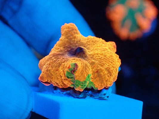 Jaw breaker　3color　07