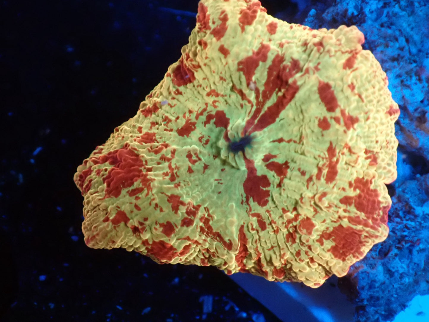 Jaw breaker　2color　08