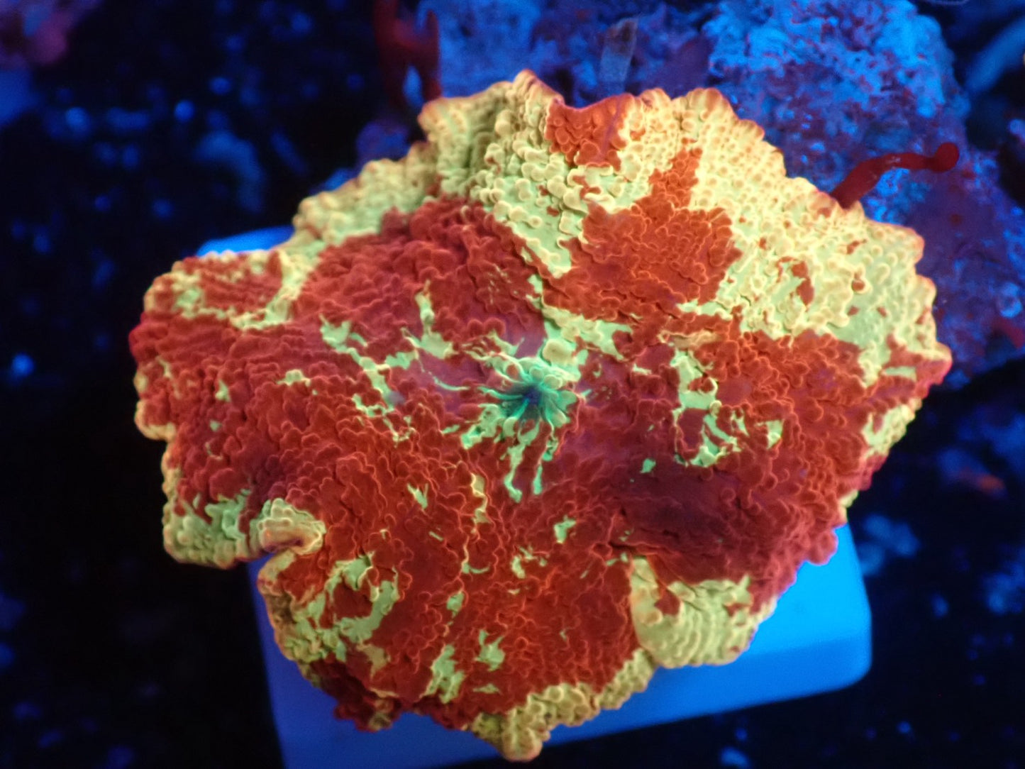 Jaw breaker　2color　09