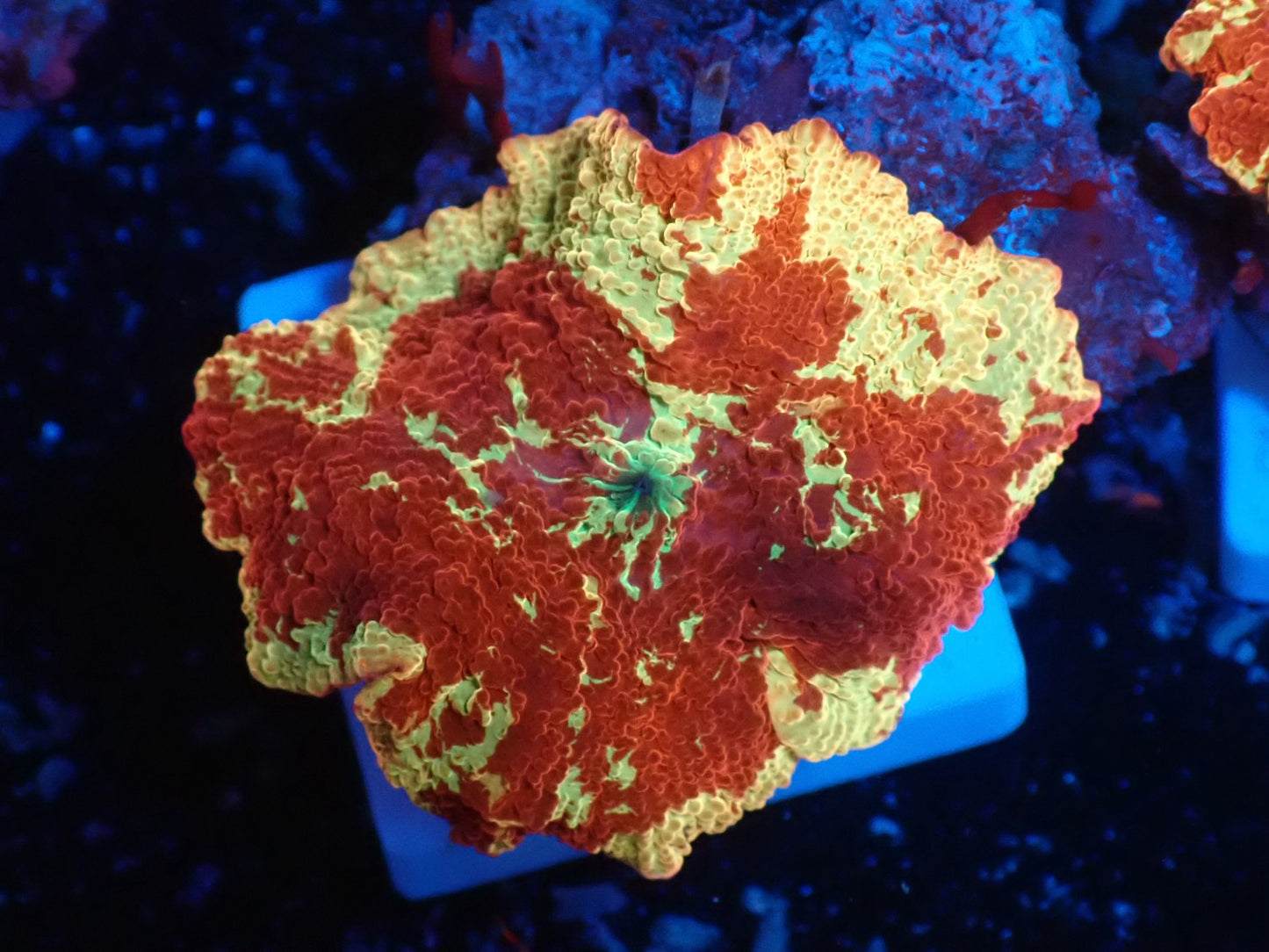 Jaw breaker　2color　09