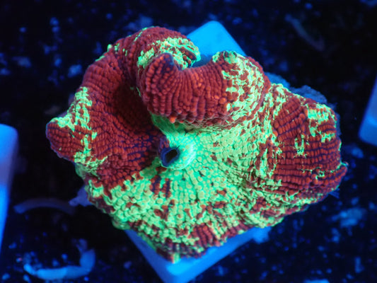 Jaw breaker　2color　010