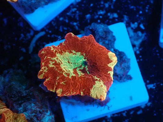 Jaw breaker　2color　012