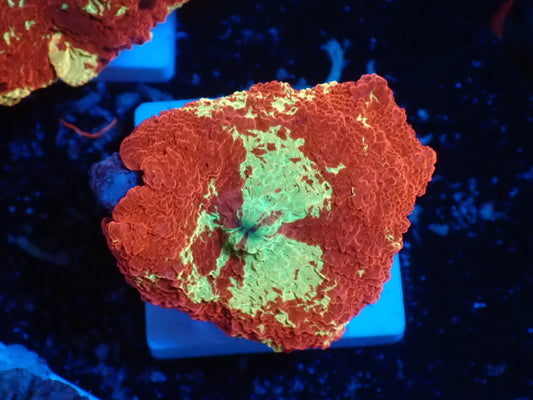 Jaw breaker　2color　013