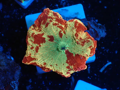 Jaw breaker　2color　014