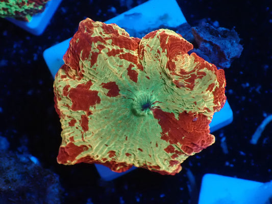 Jaw breaker　2color　014