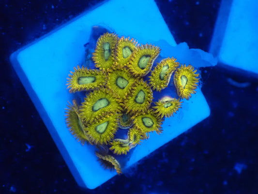 マメスナ　ピカチュウ