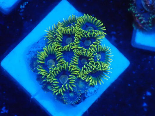 マメスナ　アクアマン