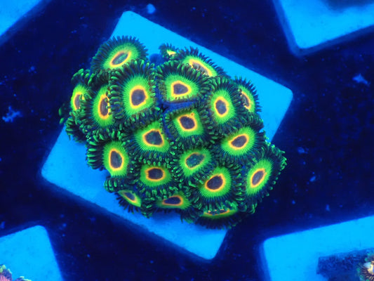 マメスナ　ラスタ