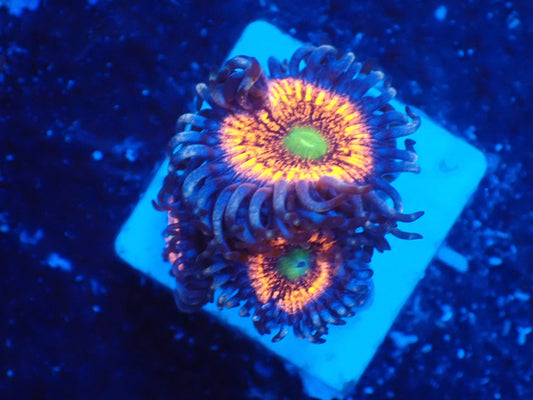 マメスナ　ゴブトストッパー