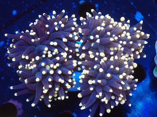 ブラウントーチ①