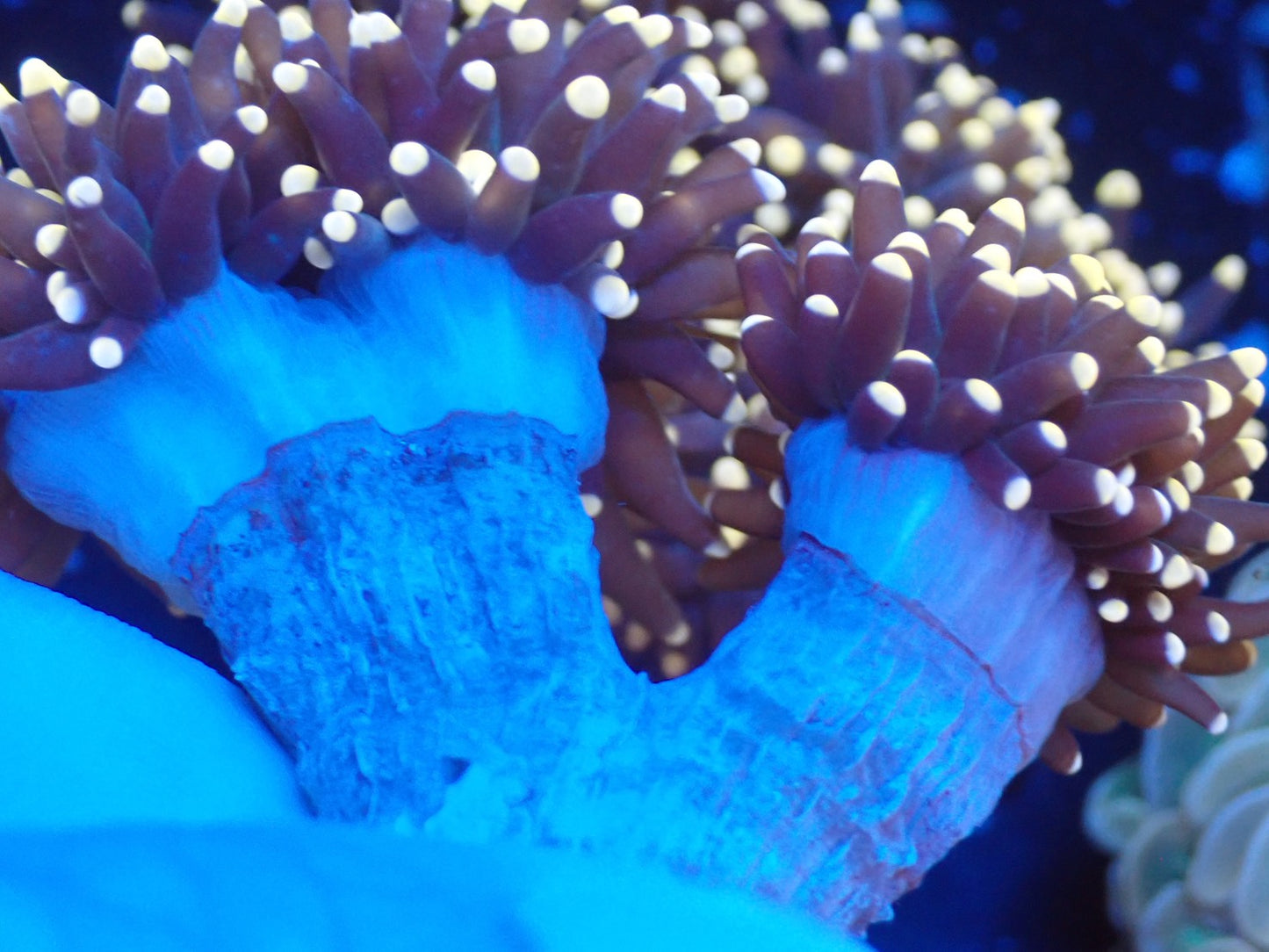 ブラウントーチ②