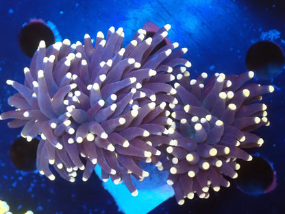 ブラウントーチ②