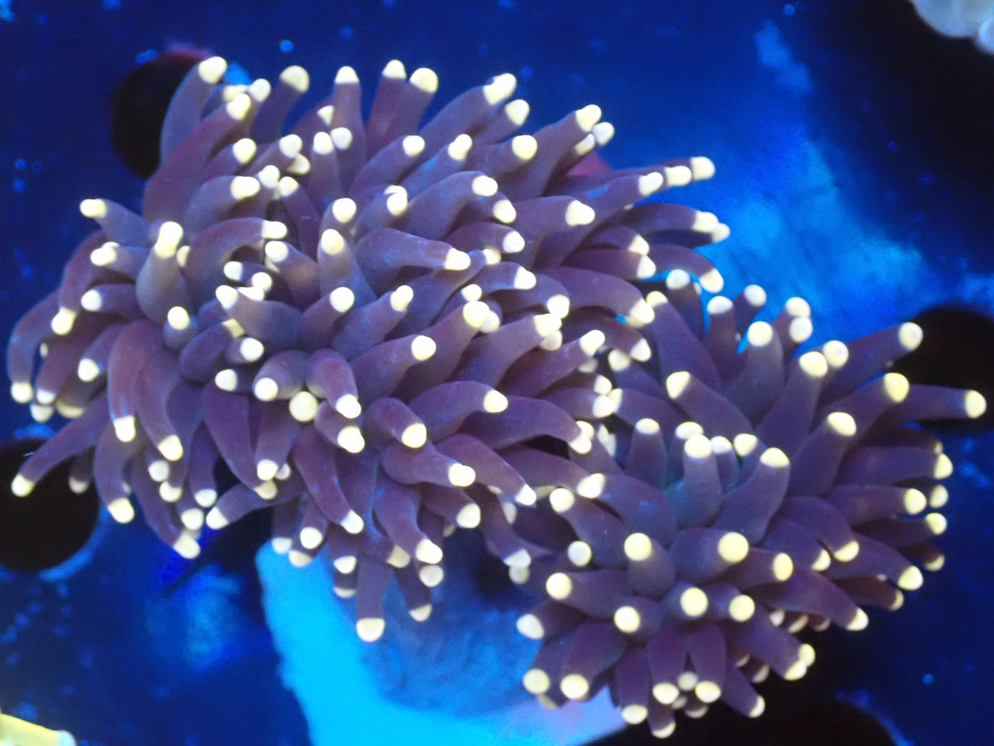 ブラウントーチ②