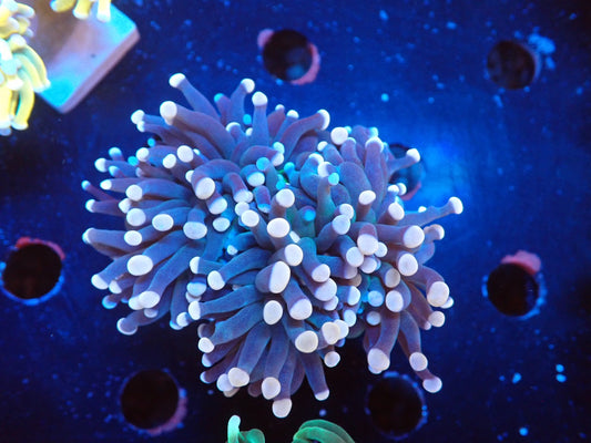 ブラウントーチ③