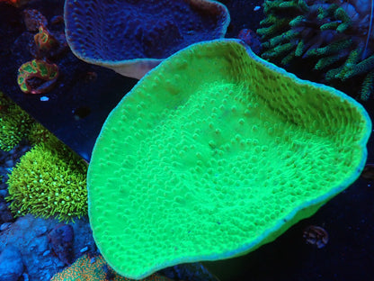 スリバチサンゴ①