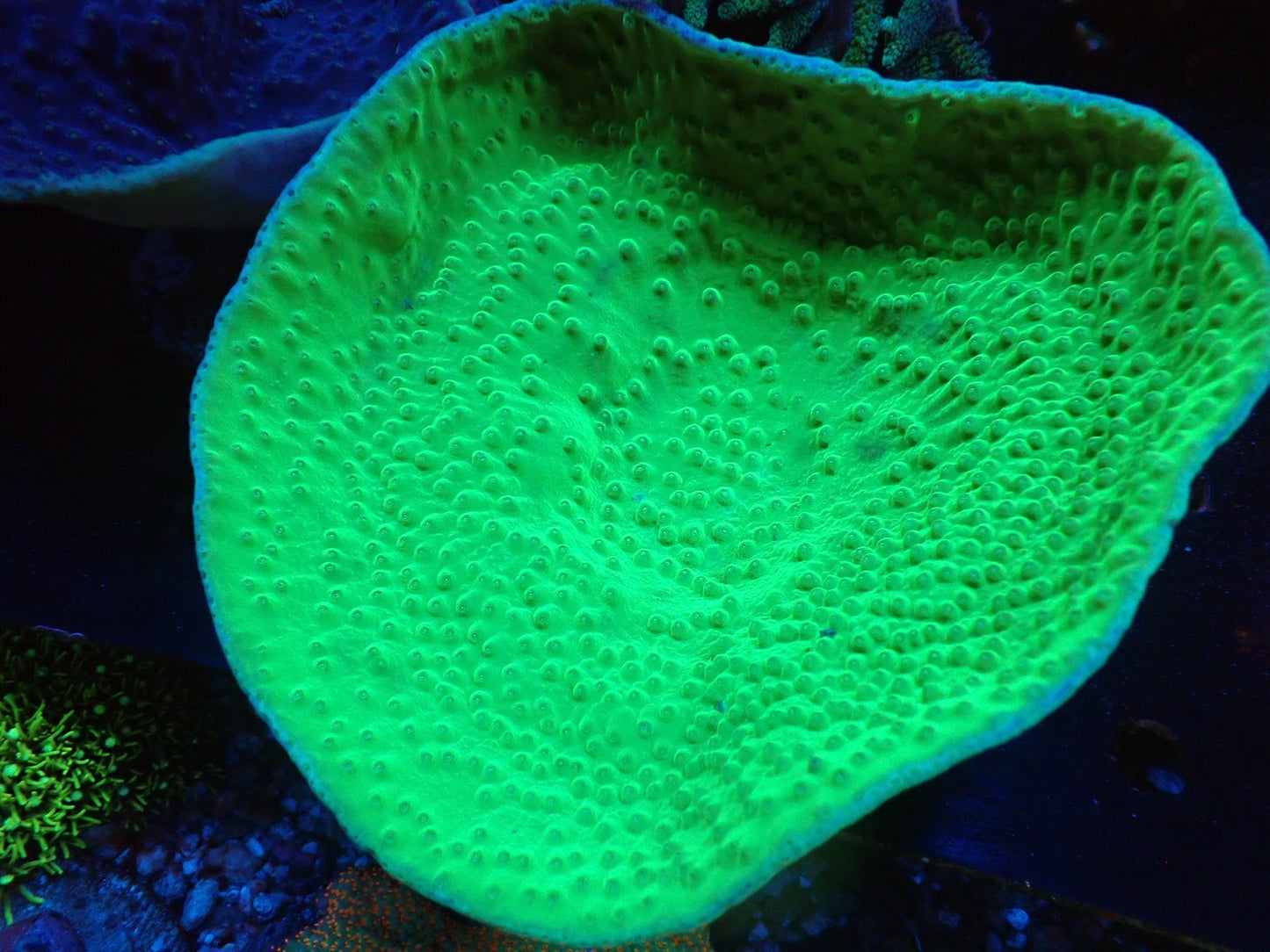 スリバチサンゴ①