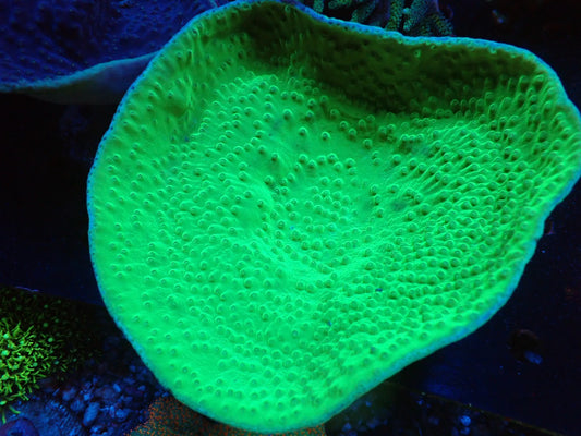 スリバチサンゴ①