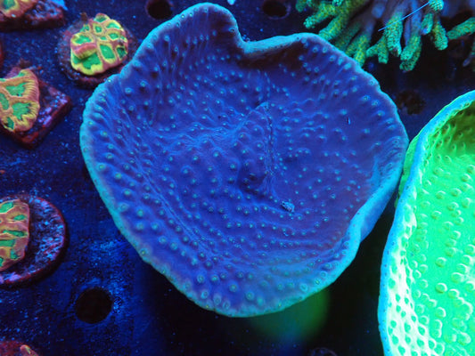 スリバチサンゴ②