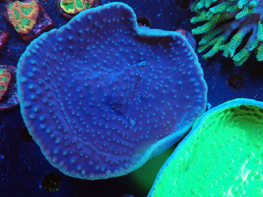 スリバチサンゴ②