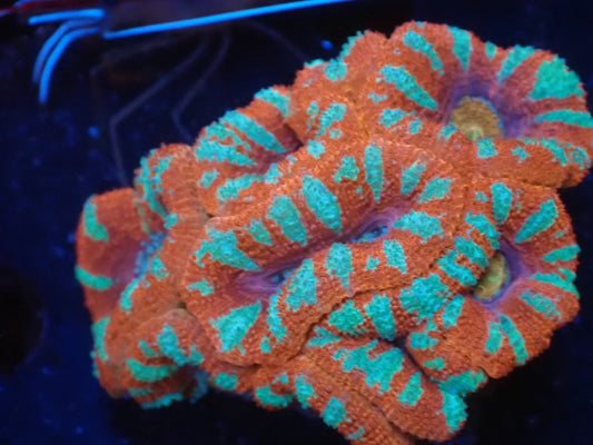 オーストラリア産カクオオトゲキクメイシ01