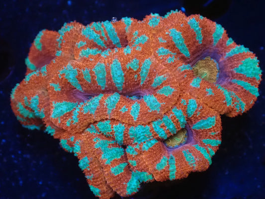 オーストラリア産カクオオトゲキクメイシ01