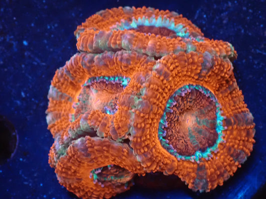 オーストラリア産カクオオトゲキクメイシ02