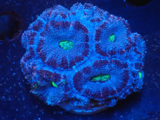 オーストラリア産カクオオトゲキクメイシ03