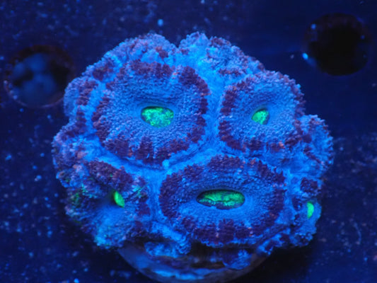 オーストラリア産カクオオトゲキクメイシ03