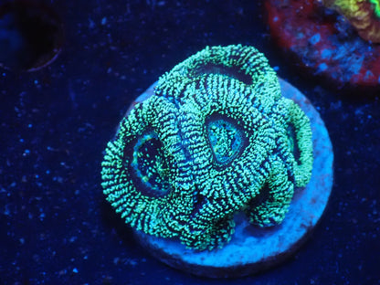 オーストラリア産カクオオトゲキクメイシ04