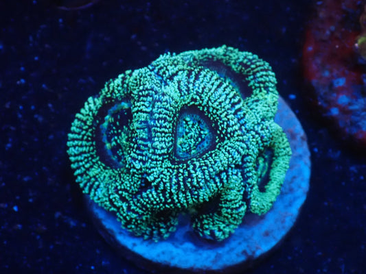 オーストラリア産カクオオトゲキクメイシ04