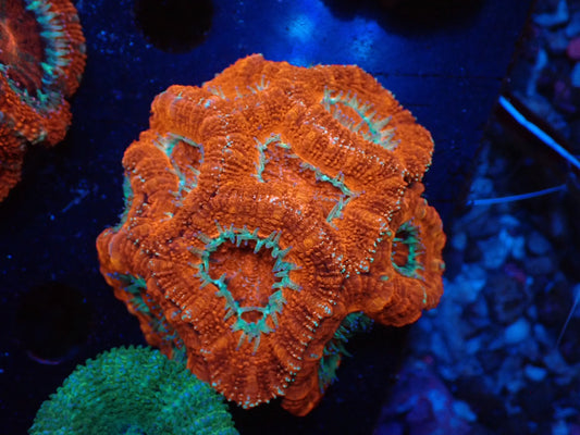 オーストラリア産カクオオトゲキクメイシ05