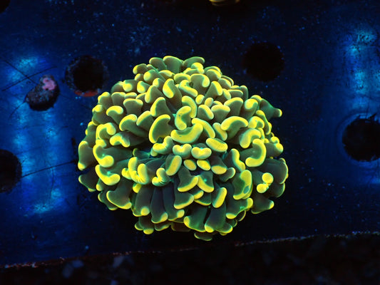 ナガレハナサンゴultragrade08