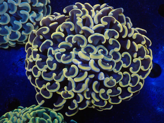 ナガレハナサンゴultragrade09