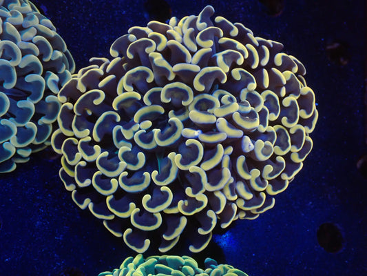 ナガレハナサンゴultragrade09