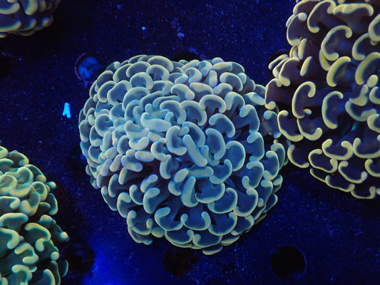 ナガレハナサンゴultragrade012