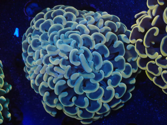 ナガレハナサンゴultragrade012