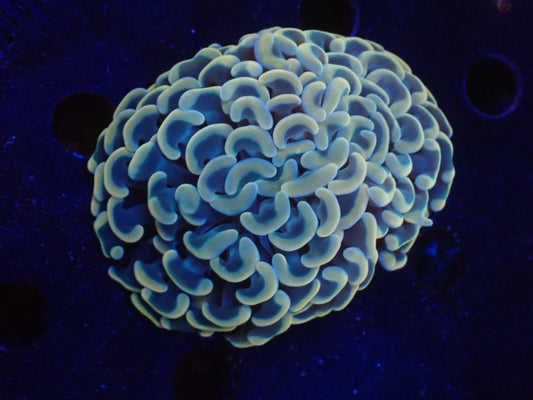 ナガレハナサンゴultragrade013