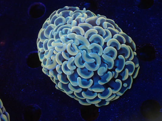 ナガレハナサンゴultragrade013