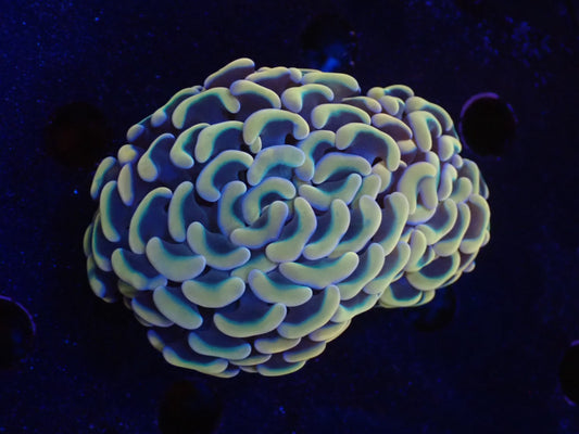 ナガレハナサンゴultragrade014