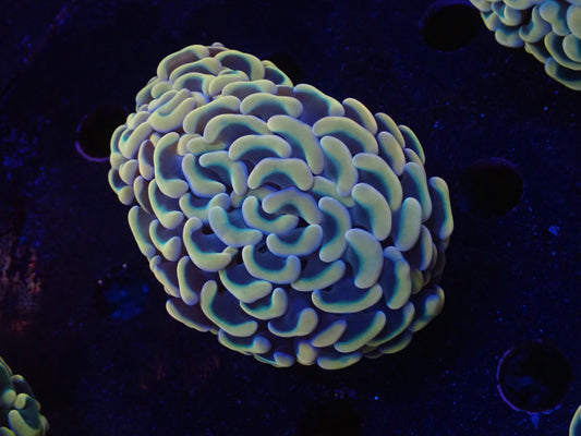 ナガレハナサンゴultragrade014