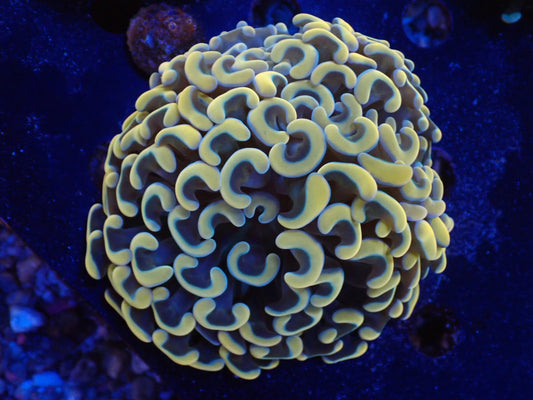 ナガレハナサンゴultragrade015