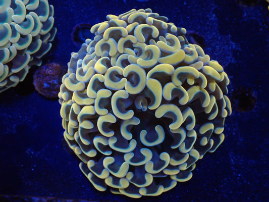 ナガレハナサンゴultragrade015