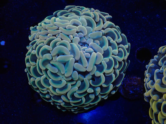 ナガレハナサンゴultragrade020