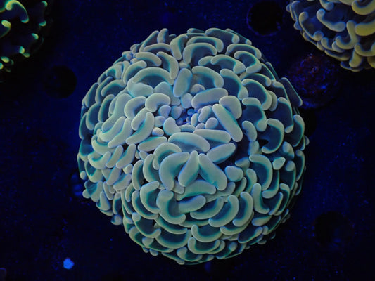 ナガレハナサンゴultragrade020