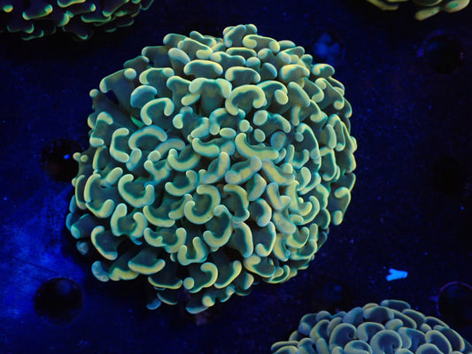 ナガレハナサンゴultragrade021