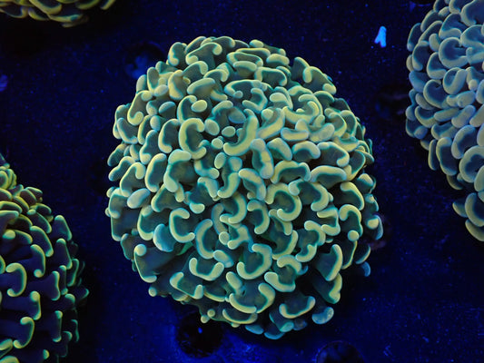 ナガレハナサンゴultragrade021